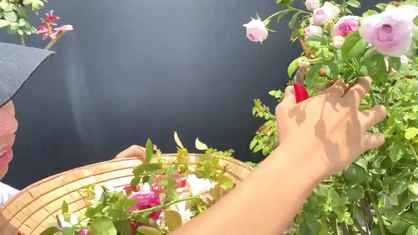 Nhà Phan Hiển - Khánh Thi có vườn cây tiền tỷ, nhiều cây đột biến “đếm lá tính tiền”